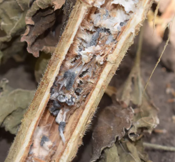 sick sunflower sclerotinia sclerotiorum